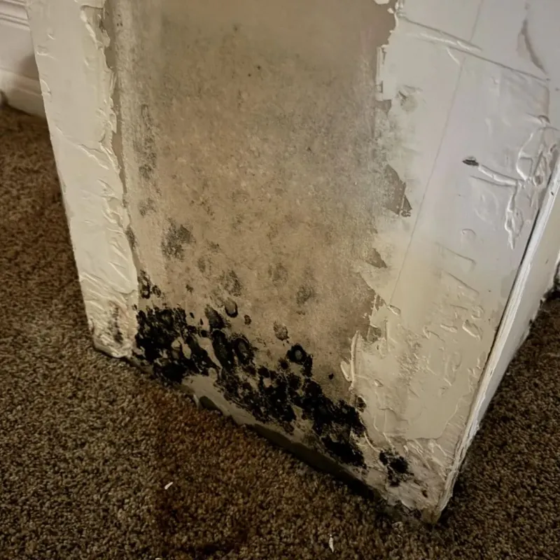 Professional Mold Removal in John Day, OR